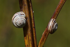 Gemeine Heideschnecke