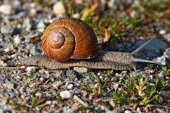 Weinbergschnecke