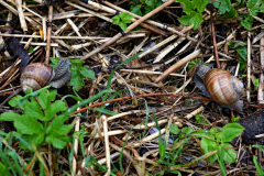 Weinbergschnecke