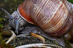 Weinbergschnecke