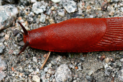 Rote Wegschnecke