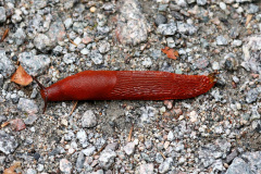 Rote Wegschnecke