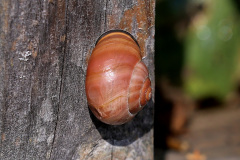 Hain-Bänderschnecke