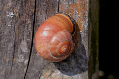 Hain-Bänderschnecke
