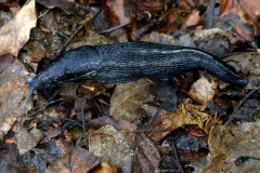 Schwarzer Schnegel