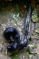 Schwarzer Schnegel