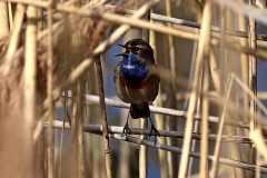Blaukehlchen