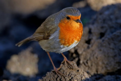Rotkehlchen