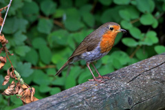 Rotkehlchen