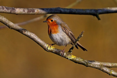 Rotkehlchen