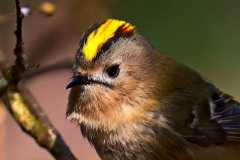 Wintergoldhähnchen