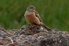 Ortolan