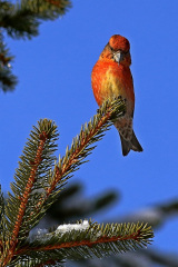 Fichtenkreuzschnabel