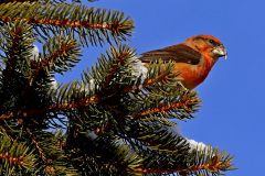 Fichtenkreuzschnabel