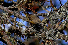 Fichtenkreuzschnabel