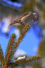 Fichtenkreuzschnabel