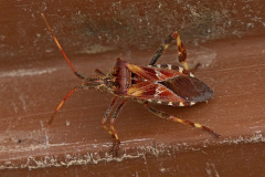 Amerikanische Kiefernwanze