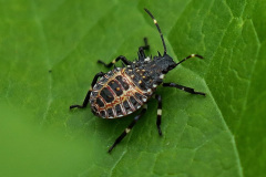 Marmorierte Baumwanze