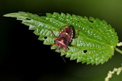 Rotbeinige Baumwanze