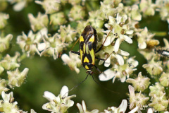 Grypocoris stysi