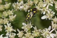 Grypocoris stysi