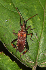 Amerikanische Kiefernwanze