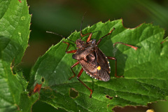 Rotbeinige Baumwanze