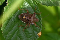 Rotbeinige Baumwanze