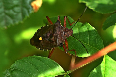 Rotbeinige Baumwanze