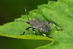 Marmorierte Baumwanze