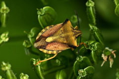 Nördl. Fruchtwanze