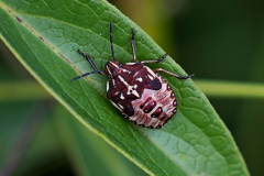Purpur-Fruchtwanze