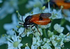 Bürstenhornblattwespe