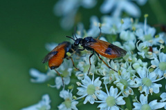 Bürstenhornblattwespe