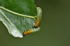 Pflanzenwespe Pristiphora conjugata