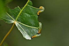 Pflanzenwespe Pristiphora conjugata