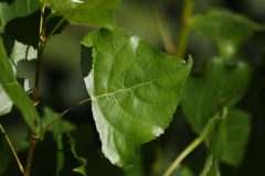 Pflanzenwespe Pristiphora conjugata