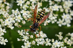 Haus-Feldwespe