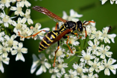 Haus-Feldwespe