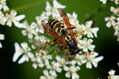 Haus-Feldwespe
