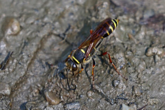 Orientalische Mauerwespe