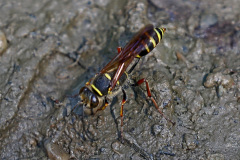 Orientalische Mauerwespe