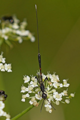 Schmalbauchwespe