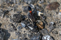 Gemeine Sandwespe