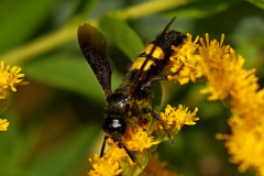 Borstige Dolchwespe