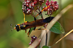 Schwarz-Gelbe Lehmwespe