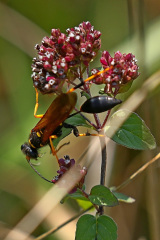 Schwarz-Gelbe Lehmwespe