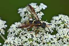 Gelbschwarze Blattwespe