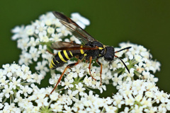Gelbschwarze Blattwespe