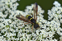Gelbschwarze Blattwespe